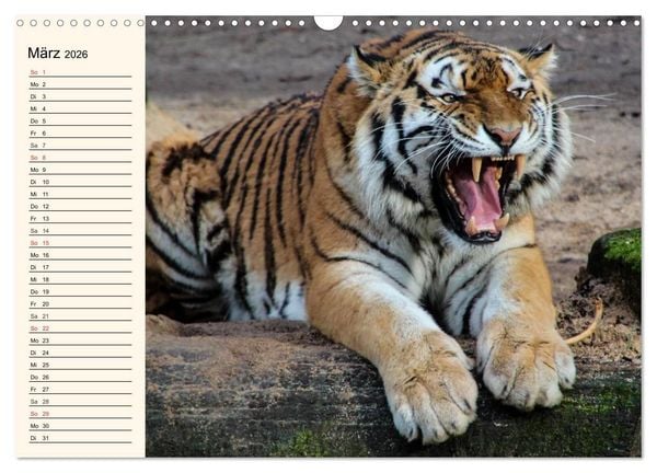 Produktbild: Tiger. Gestreift, wild und sch&ouml;n (Wandkalender 2026 DIN A3 quer), CALVENDO Monatskalender