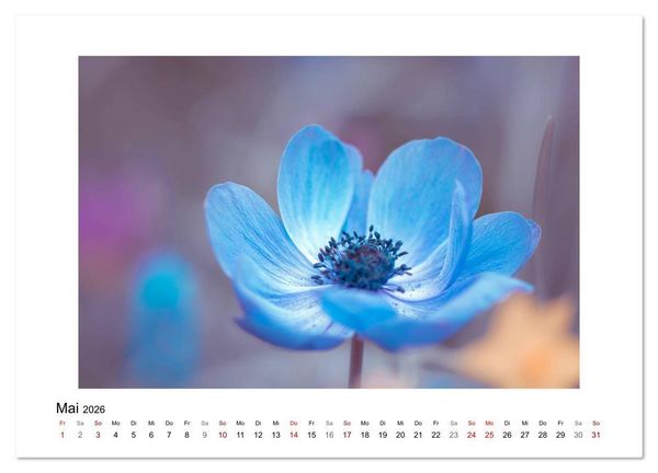 Produktbild: Blauer Bl&uuml;tentraum (Wandkalender 2026 DIN A3 quer), CALVENDO Monatskalender