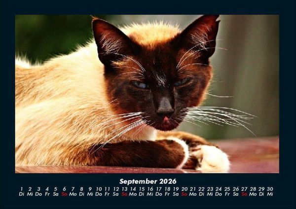 Produktbild: F&uuml;r Katzenfreunde 2026 Fotokalender DIN A4