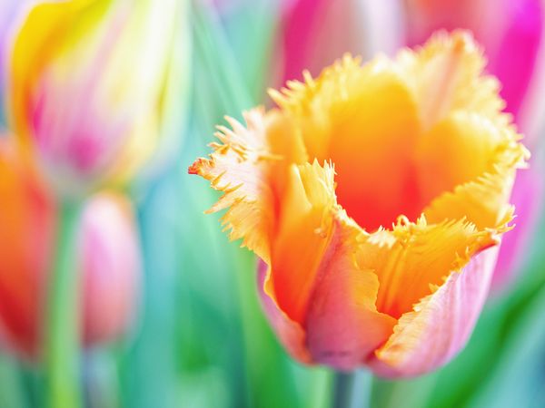 Produktbild: CALVENDO Puzzle TULPE Farbenpr&auml;chtige Fr&uuml;hlingsbotin 1000 Teile Lege-Gr&ouml;&szlig;e 64 x 48 cm Foto-Puzzle Bild von Bernd Maertens
