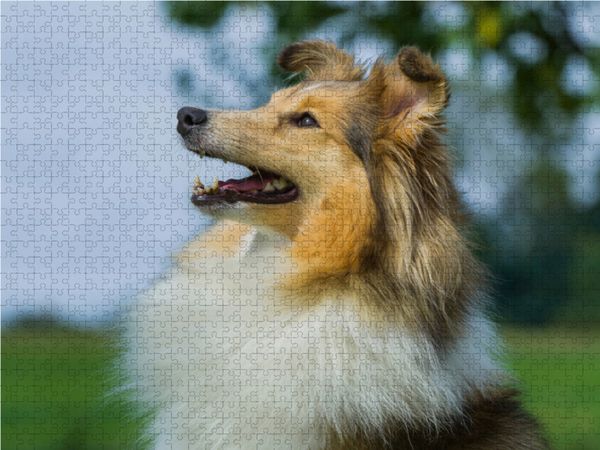 Produktbild: CALVENDO Puzzle Sheltie - Ein h&uuml;bsches M&auml;dchen 1000 Teile Lege-Gr&ouml;&szlig;e 64 x 48 cm Foto-Puzzle Bild von Sigrid Starick