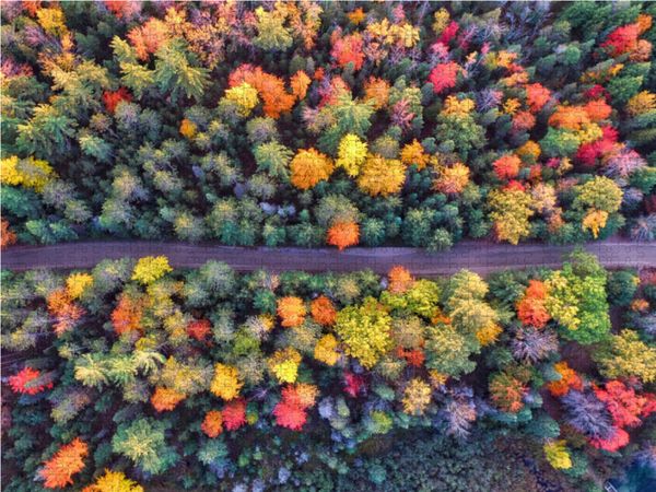 Produktbild: CALVENDO Puzzle Farbenpracht des Waldes im Indian Summer 1000 Teile Lege-Gr&ouml;&szlig;e 64 x 48 cm Foto-Puzzle Bild von Renate Bleicher