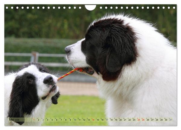 Produktbild: Landseer - Das Wasser ist ihr Element (Wandkalender 2026 DIN A4 quer), CALVENDO Monatskalender