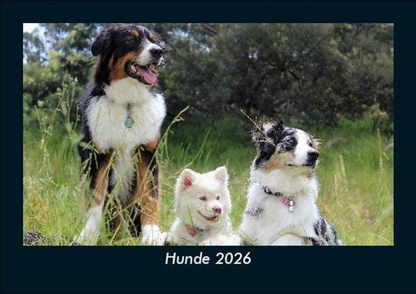 Produktbild: Hunde 2026 Fotokalender DIN A5