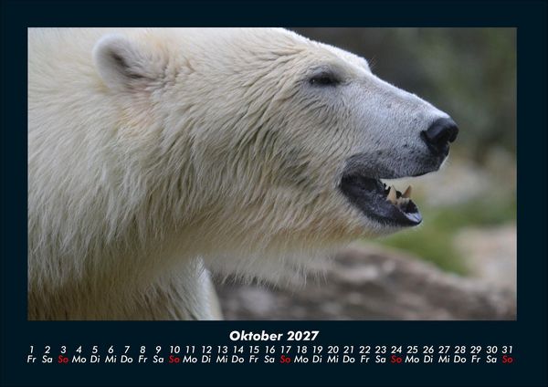 Produktbild: Pinguine & Eisb&auml;ren 2027 Fotokalender DIN A4
