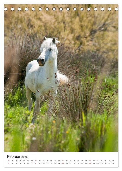 Produktbild: Camargue Pferde - wei&szlig;e M&auml;hnen (Tischkalender 2026 DIN A5 hoch), CALVENDO Monatskalender