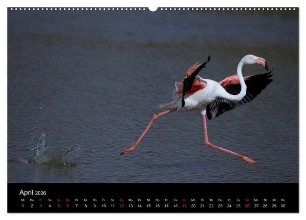 Produktbild: Flamingos der Camargue 2026 (hochwertiger Premium Wandkalender 2026 DIN A2 quer), Kunstdruck in Hochglanz