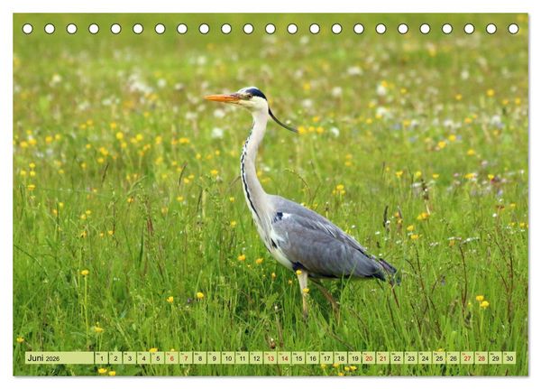 Produktbild: Heimische V&ouml;gel - Im Wald, im Garten und auf der Wiese (Tischkalender 2026 DIN A5 quer), CALVENDO Monatskalender