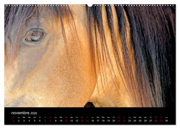 Produktbild: Les chevaux du Maroc (Calendrier mural 2026 DIN A2 vertical) calendrier de bureau