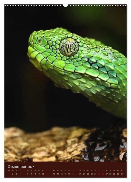 Produktbild: The Power Of Snake (Wandkalender 2027 DIN A2 hoch), CALVENDO Monatskalender