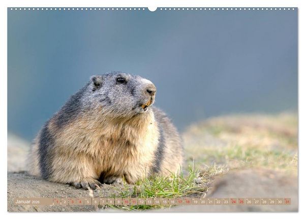 Produktbild: Alpenmurmeltiere in freier Wildbahn (hochwertiger Premium Wandkalender 2026 DIN A2 quer), Kunstdruck in Hochglanz