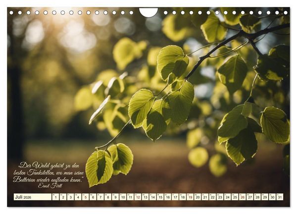 Produktbild: Waldbaden - Shinrin Yoku (Wandkalender 2026 DIN A4 quer), CALVENDO Monatskalender