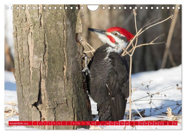 Produktbild: LA FOR&Ecirc;T DES PICS (Calendrier mural 2026 DIN A4 vertical), CALVENDO calendrier mensuel