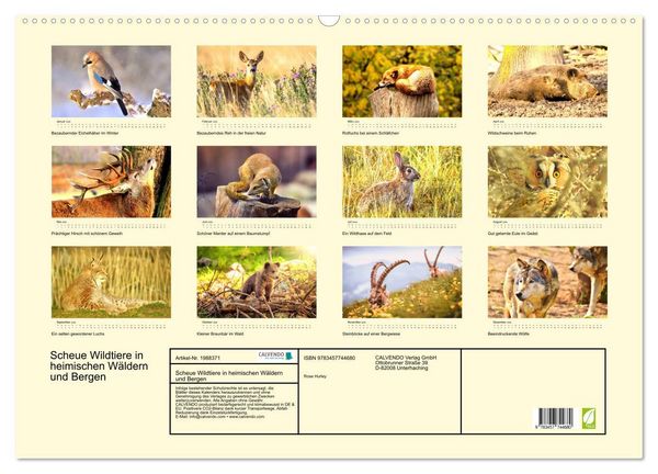 Produktbild: Scheue Wildtiere in heimischen W&auml;ldern und Bergen (Wandkalender 2026 DIN A2 quer), CALVENDO Monatskalender