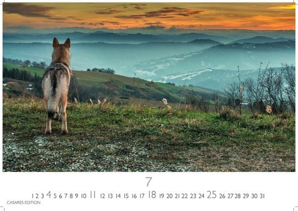 Produktbild: W&ouml;lfe Kalender 2027 &ndash; Wandkalender | Fotokalender Tierkalender 24x35cm - . mit faszinierenden Wolf-Motiven,