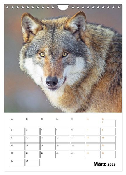 Produktbild: Wilde Tiere: Zuhause in Wald und Flur (Wandkalender 2026 DIN A4 hoch), CALVENDO Monatskalender