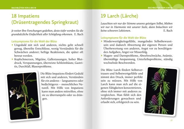 Produktbild: Heilen mit Bachbl&uuml;ten. Das Kartenset. Mit 42 Bachbl&uuml;ten-Karten und 46-seitigem Booklet