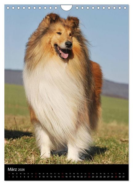 Produktbild: Collie 2026 (Wandkalender 2026 DIN A4 hoch), CALVENDO Monatskalender