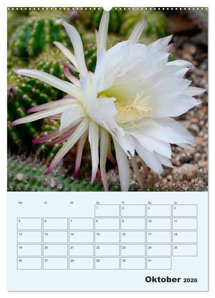 Produktbild: Wehrhafte Sukkulenten (Wandkalender 2026 DIN A2 hoch), CALVENDO Monatskalender