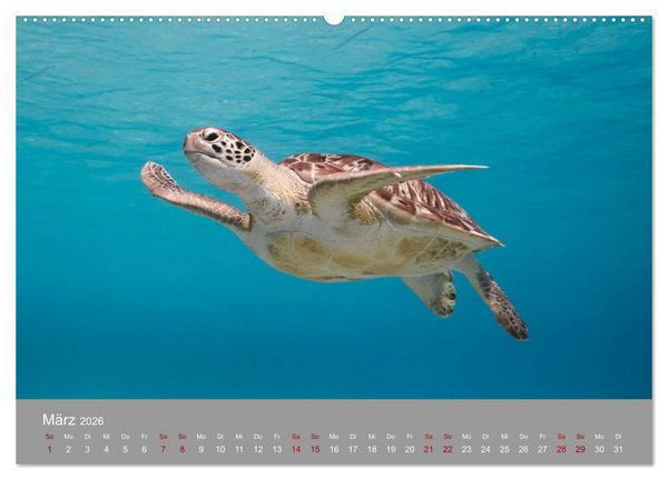 Produktbild: Karibische Meeresschildkr&ouml;ten (hochwertiger Premium Wandkalender 2026 DIN A2 quer), Kunstdruck in Hochglanz
