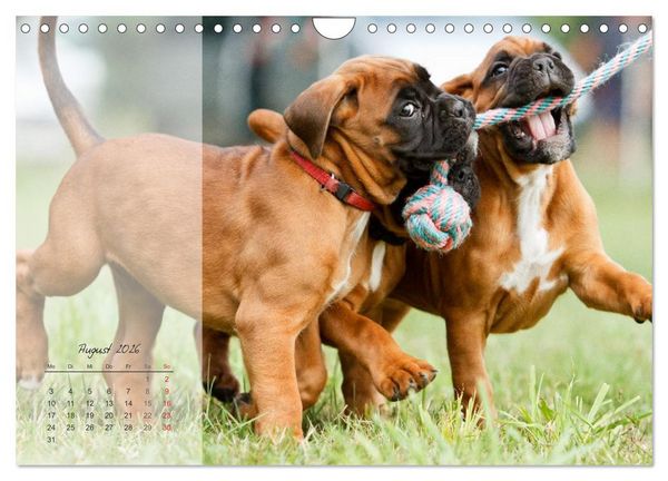 Produktbild: Deutscher Boxer 2026 (Wandkalender 2026 DIN A4 quer), CALVENDO Monatskalender
