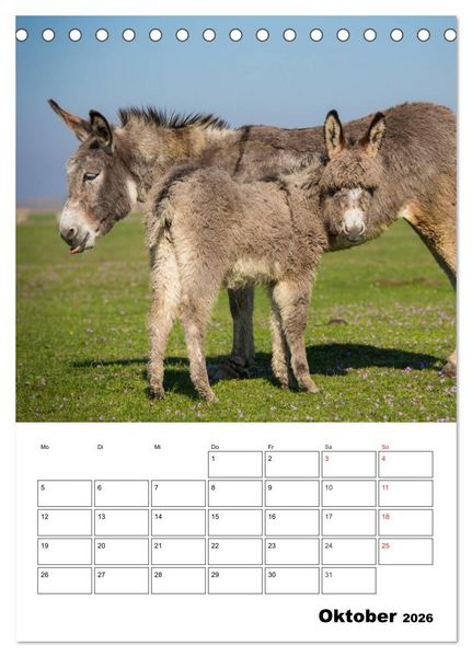 Produktbild: S&uuml;&szlig;e Esel. Langohren zum Verlieben (Tischkalender 2026 DIN A5 hoch), CALVENDO Monatskalender