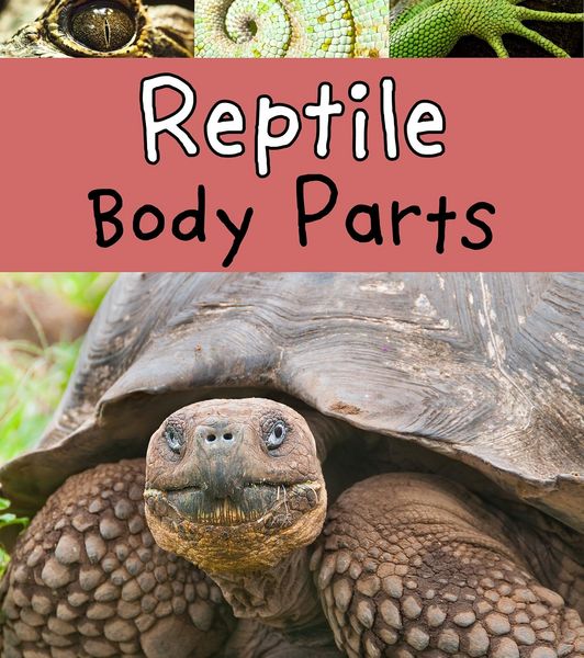 Produktbild: Reptile Body Parts