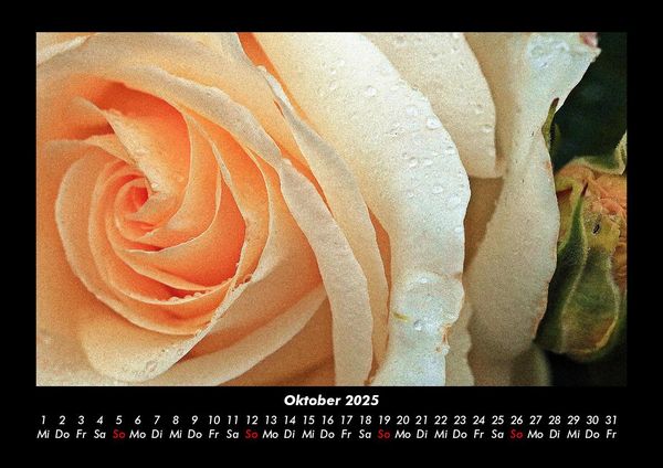 Produktbild: Rosen-Kalender 2025 Fotokalender DIN A3