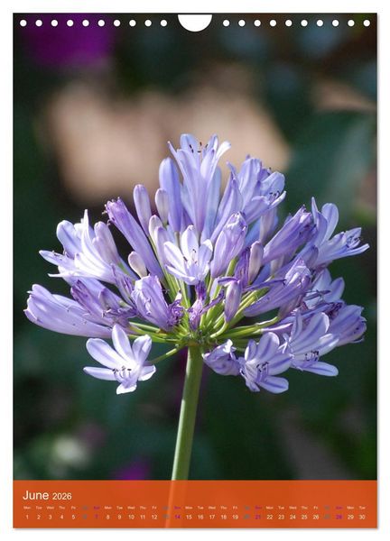 Produktbild: Mexican Garden Flowers - Aguascalientes (Wall Calendar 2026 DIN A4 portrait), CALVENDO 12 Month Wall Calendar