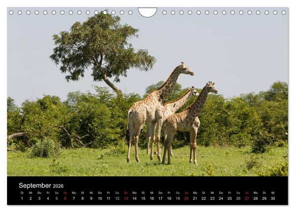 Produktbild: Giraffen &ndash; Faszination der Wildnis (Wandkalender 2026 DIN A4 quer), CALVENDO Monatskalender
