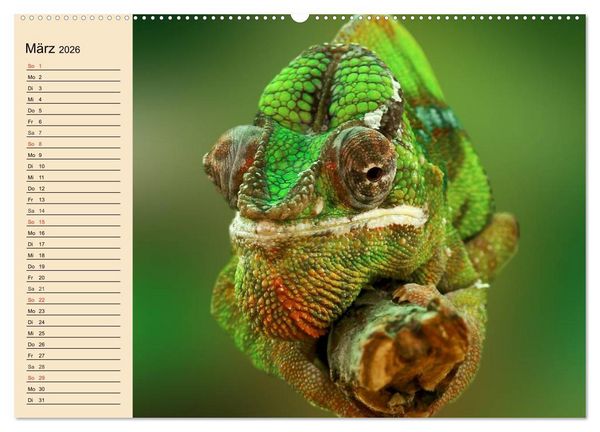 Produktbild: Reptilien. Schlangen, Echsen und Co. (Wandkalender 2026 DIN A2 quer), CALVENDO Monatskalender