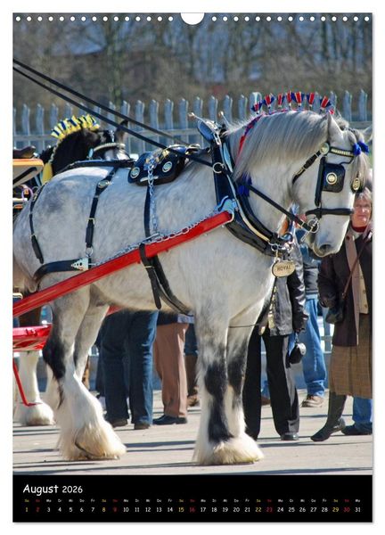 Produktbild: Shire Horse - Geschm&uuml;ckte Riesen (Wandkalender 2026 DIN A3 hoch), CALVENDO Monatskalender