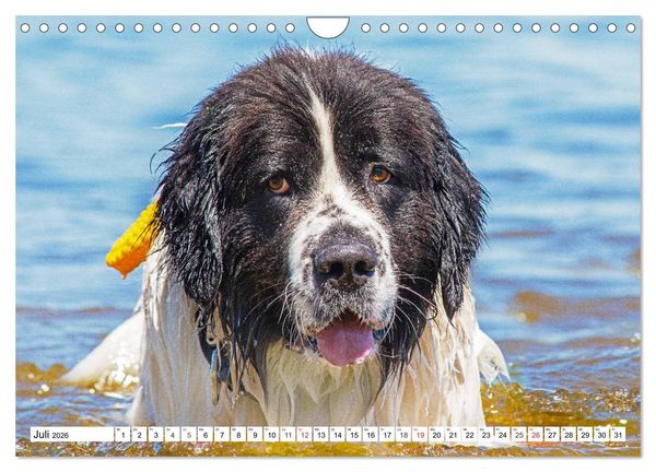 Produktbild: Landseer - Ein starker Freund auf 4 Pfoten (Wandkalender 2026 DIN A4 quer), CALVENDO Monatskalender