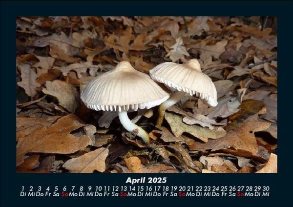 Produktbild: Pilzkalender 2025 Fotokalender DIN A5