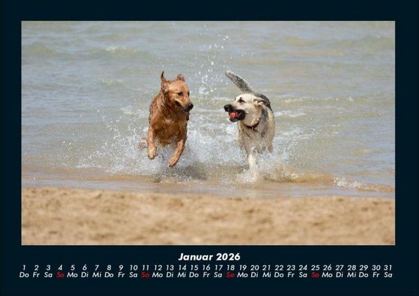 Produktbild: Hunde 2026 Fotokalender DIN A4