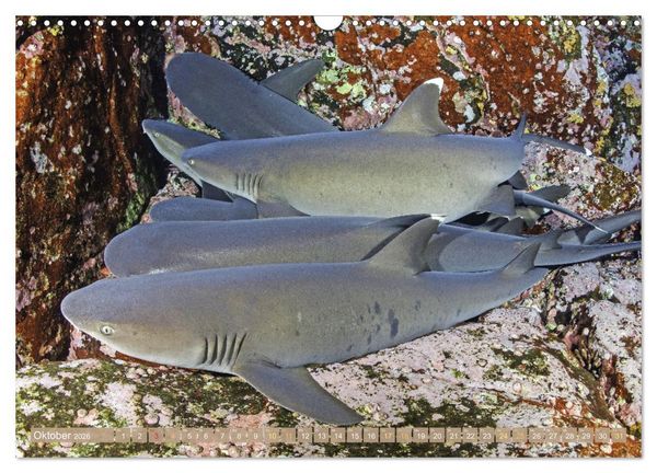Produktbild: Fischparadies Riff (Wandkalender 2026 DIN A3 quer), CALVENDO Monatskalender