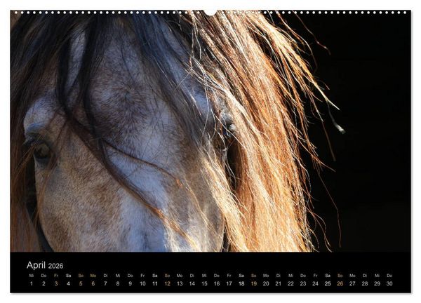 Produktbild: Magische Momente - Pferde Horses Caballos (hochwertiger Premium Wandkalender 2026 DIN A2 quer), Kunstdruck in Hochglanz