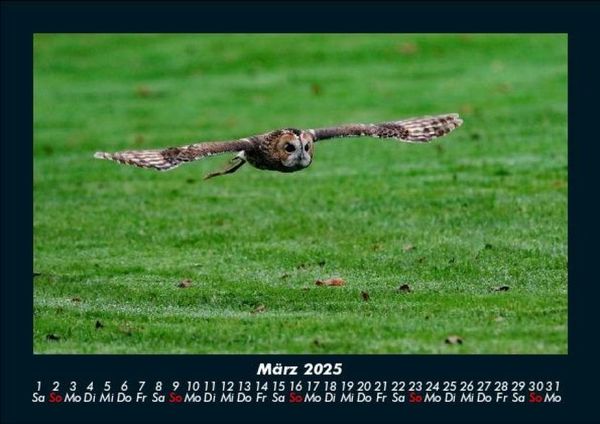 Produktbild: Der Tierkalender 2025 Fotokalender DIN A5