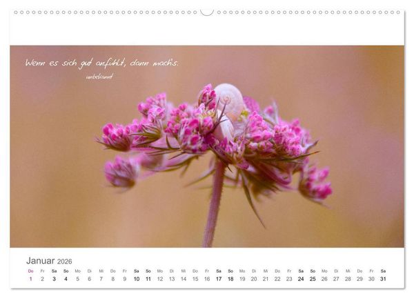 Produktbild: Rendezvous im Park (hochwertiger Premium Wandkalender 2026 DIN A2 quer), Kunstdruck in Hochglanz
