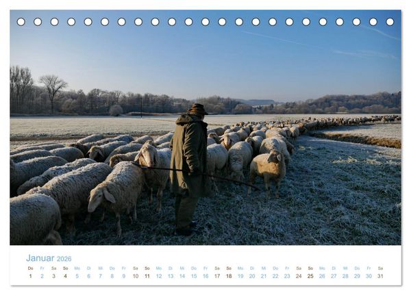 Produktbild: Mit Schafen durch das Jahr (Tischkalender 2026 DIN A5 quer), CALVENDO Monatskalender