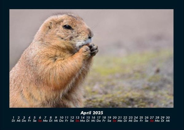 Produktbild: Der Tierkalender 2025 Fotokalender DIN A4