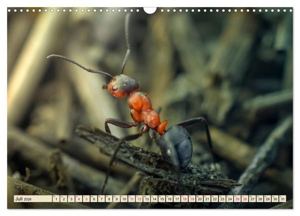 Produktbild: Ameisen - Ordnung im Durcheinander (Wandkalender 2026 DIN A3 quer), CALVENDO Monatskalender