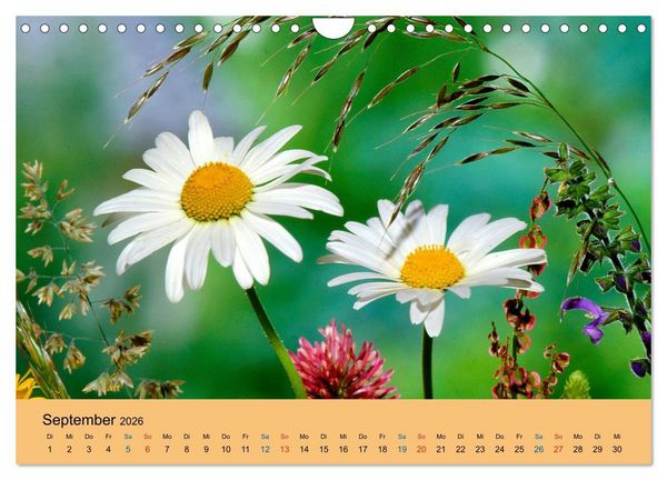 Produktbild: Wildblumen 2026 (Wandkalender 2026 DIN A4 quer), CALVENDO Monatskalender
