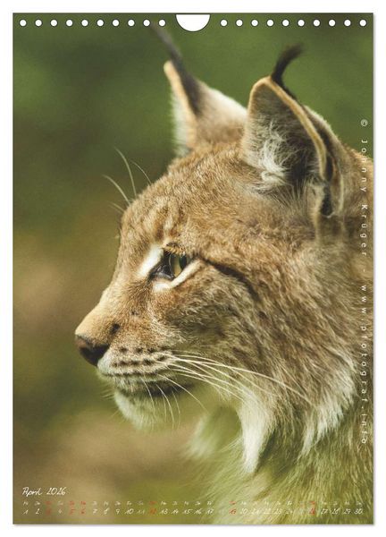 Produktbild: Luchs (Wandkalender 2026 DIN A4 hoch), CALVENDO Monatskalender