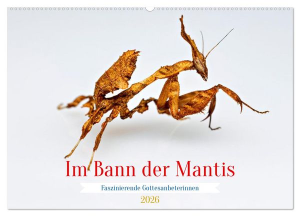 Im Bann der Mantis (Wandkalender 2026 DIN A2 quer), CALVENDO Monatskalender