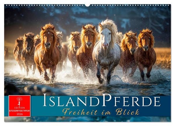 Produktbild: Islandpferde - Freiheit im Blick (Wandkalender 2026 DIN A2 quer), CALVENDO Monatskalender