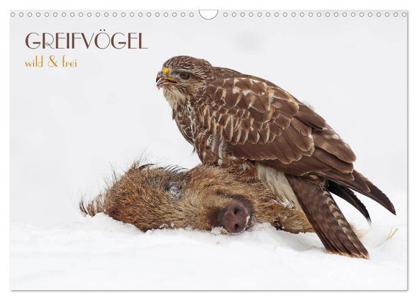 Produktbild: GREIFV&Ouml;GEL wild & frei (Wandkalender 2026 DIN A3 quer), CALVENDO Monatskalender
