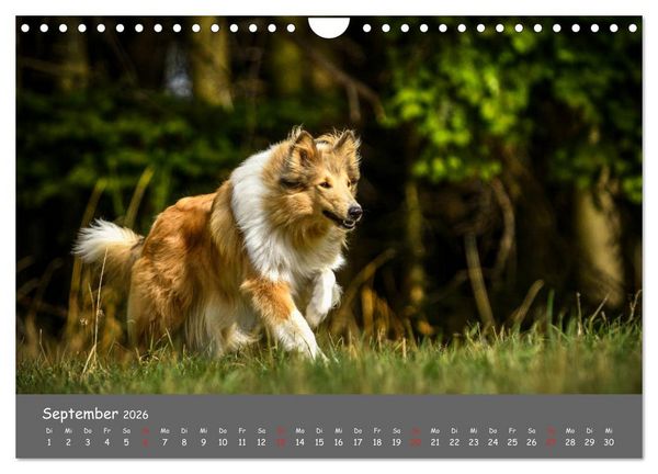 Produktbild: Einmal Collie - immer Collie (Wandkalender 2026 DIN A4 quer), CALVENDO Monatskalender