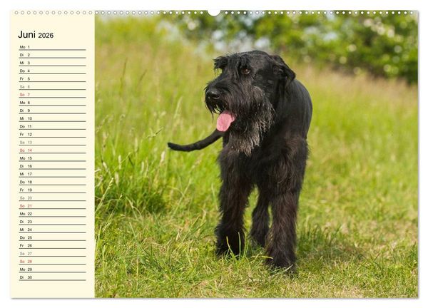 Produktbild: Treuer Freund Riesenschnauzer (hochwertiger Premium Wandkalender 2026 DIN A2 quer), Kunstdruck in Hochglanz