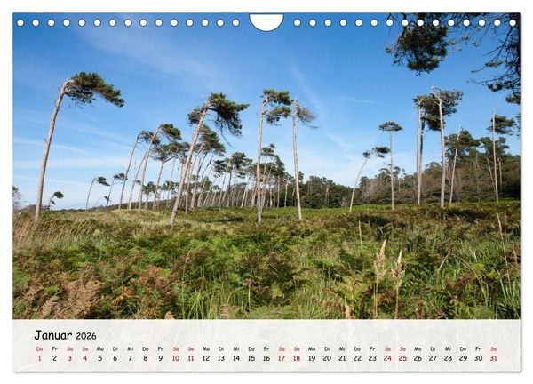 Produktbild: Fischland-Dar&szlig;-Zingst - Zwischen Bodden und Ostsee (Wandkalender 2026 DIN A4 quer), CALVENDO Monatskalender